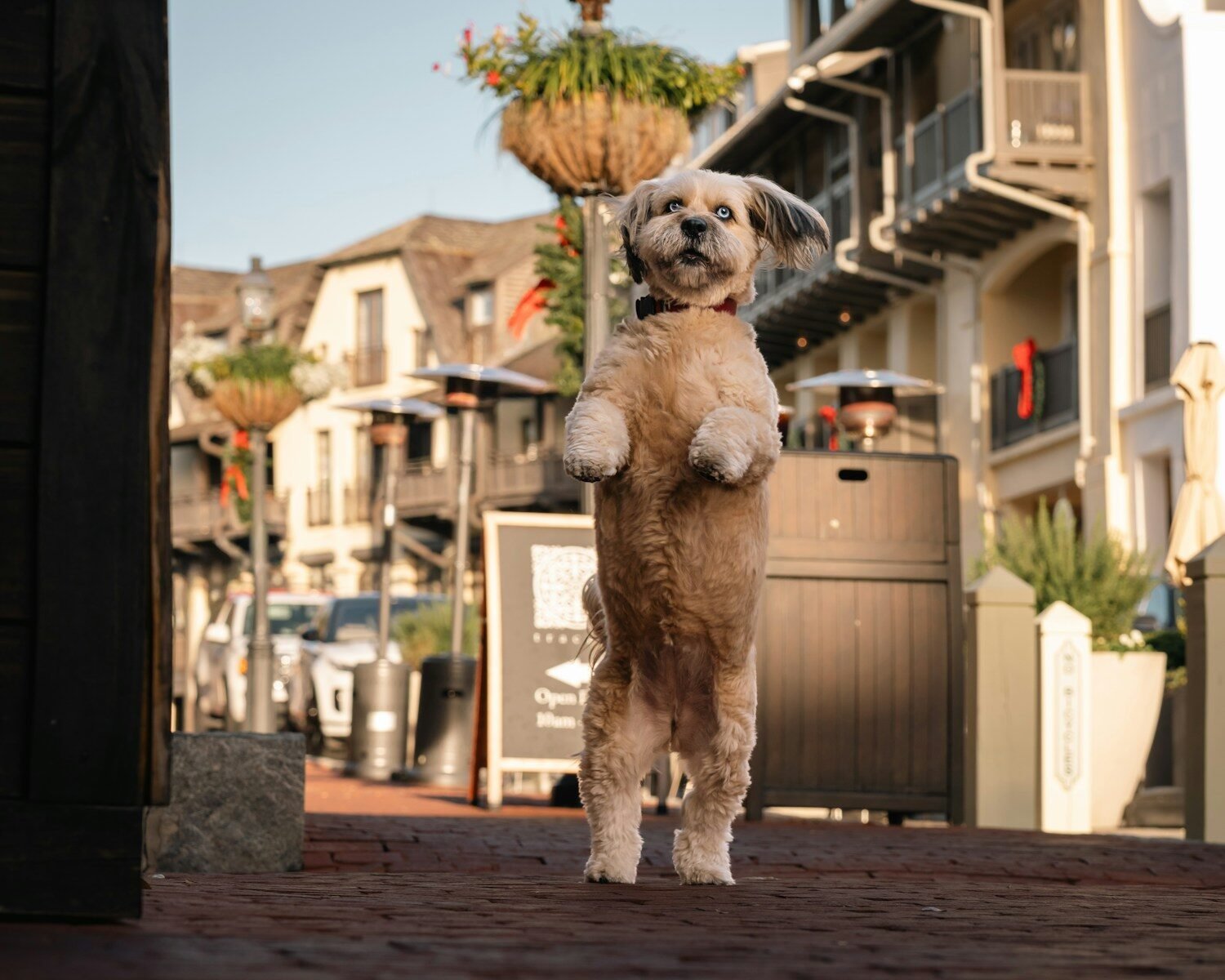 A small dog standing on its hind legs outdoors.